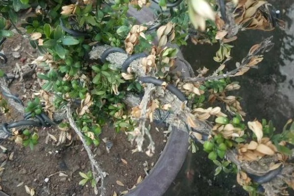 雀舌黄杨叶子发黄枝干枯的原因，可能是水分不足所致