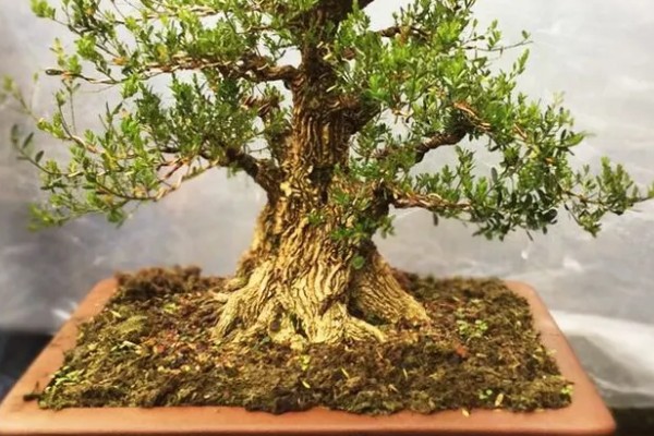 雀舌黄杨叶子发黄枝干枯的原因，可能是水分不足所致