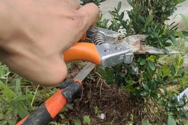 雀舌黄杨叶子发黄枝干枯的原因，可能是水分不足所致