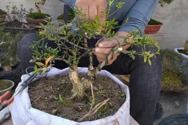 雀舌黄杨叶子发黄枝干枯的原因，可能是水分不足所致