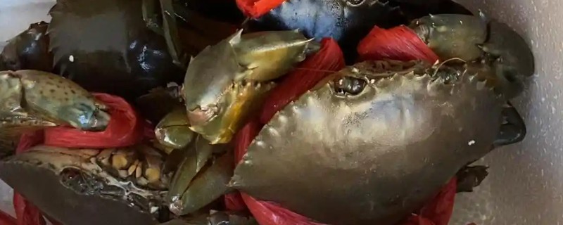 红膏蟹和梭子蟹的区别，本质上并没有区别