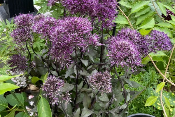 夕雾怎么种植，生长期每个月追肥一次