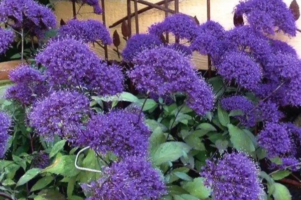 夕雾怎么种植，生长期每个月追肥一次