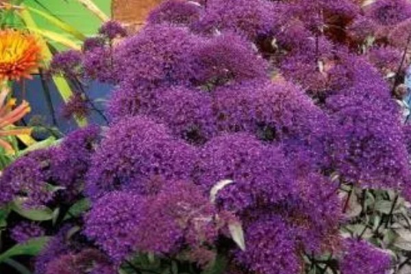 夕雾怎么种植，生长期每个月追肥一次