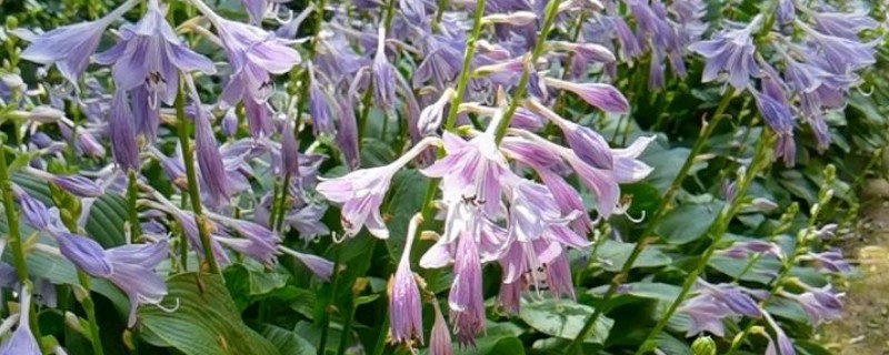 让玉簪花开放的方法，长出花蕾时可追施磷肥