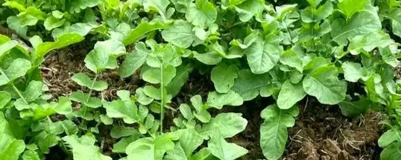 萝卜出苗后要培土吗，出苗后需要培土