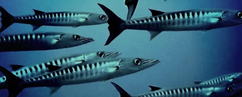 梭鱼有没有毒，可能带有雪卡毒素