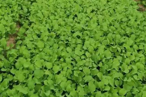 油菜苗床期的管理方法，次间苗时间应在齐苗期进行