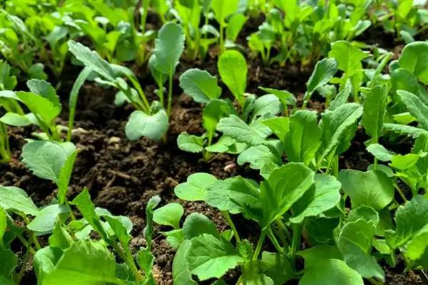 油菜苗床期的管理方法，次间苗时间应在齐苗期进行