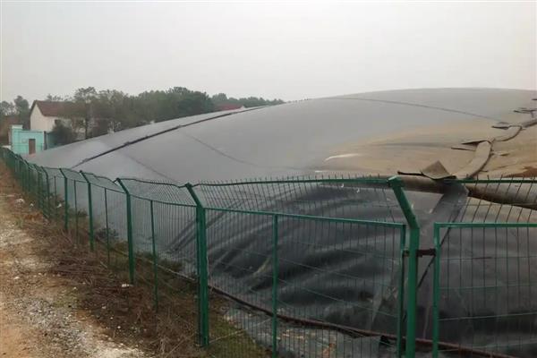 黑膜沼气池的利和弊，可以完美利用牲畜的粪便以及污水