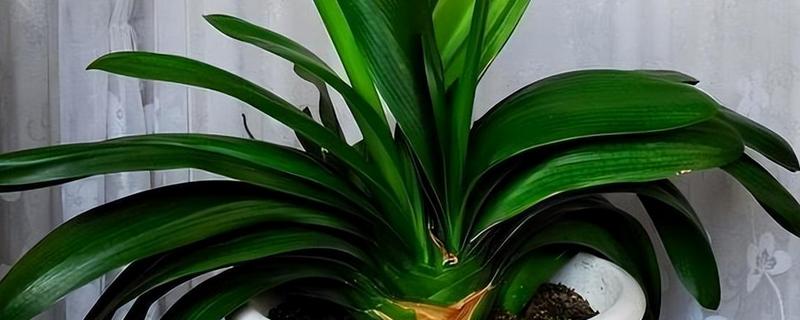 君子兰烂根烂叶怎么防治，及时将感染病害的根系全部剪掉