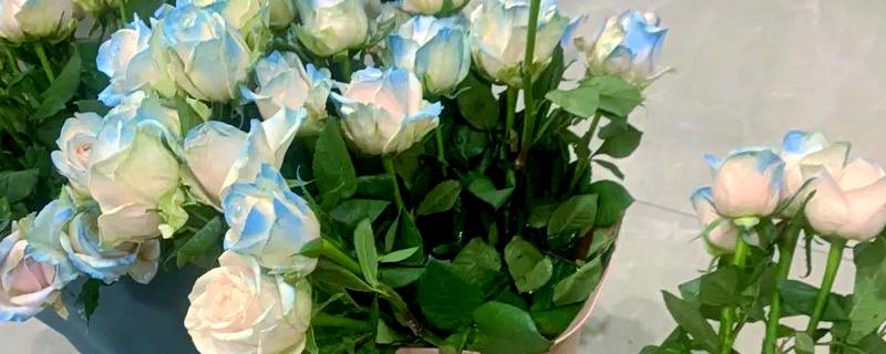 鲜花保鲜的方法，可利用化学保鲜剂保鲜