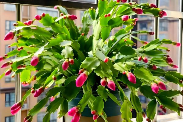 蟹爪兰的养殖温度多少合适，在15-25℃