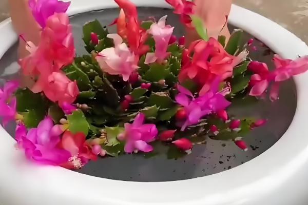 蟹爪兰的养殖温度多少合适，在15-25℃