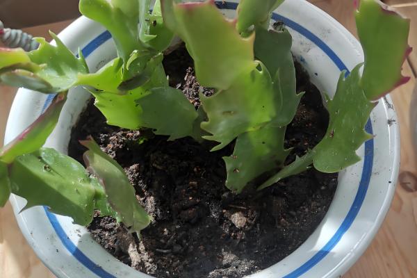 蟹爪兰的养殖温度多少合适，在15-25℃