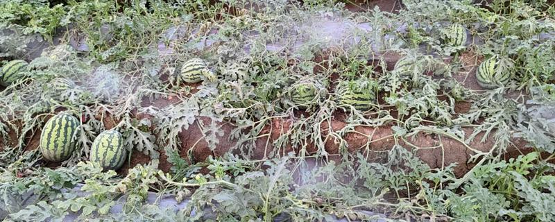 西瓜根部烂是哪种病，是根腐病造成的
