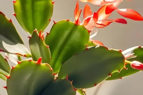 蟹爪兰的养殖温度多少合适，在15-25℃