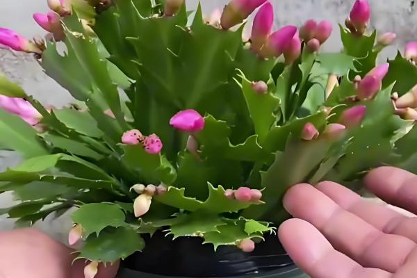 蟹爪兰的养殖温度多少合适，在15-25℃