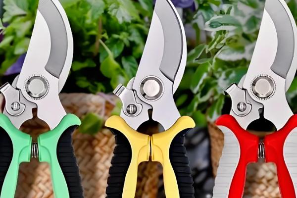 金钱兜的修剪方法，幼苗期剪除顶部的嫩芽