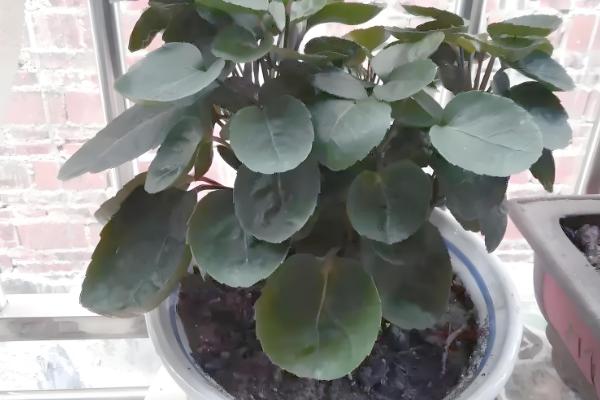 金钱兜的修剪方法，幼苗期剪除顶部的嫩芽