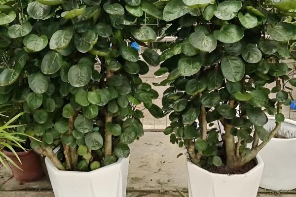 金钱兜的修剪方法，幼苗期剪除顶部的嫩芽