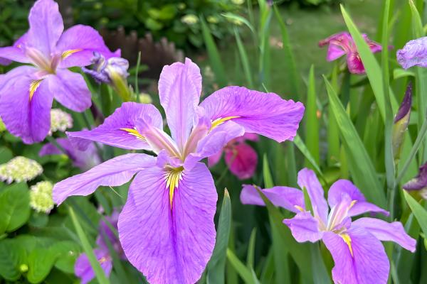 鸢尾花的开放次数，通常是一年开放一次