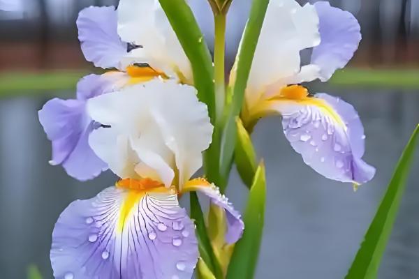 鸢尾花的开放次数，通常是一年开放一次