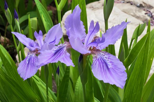鸢尾花的开放次数，通常是一年开放一次