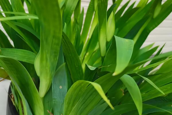 鸢尾花的开放次数，通常是一年开放一次