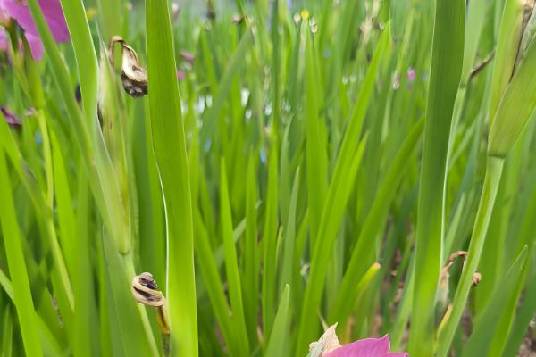 鸢尾花的开放次数，通常是一年开放一次
