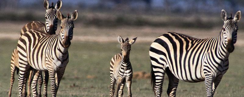 哺乳动物的简介,胎生而且可以保持恒定的体温