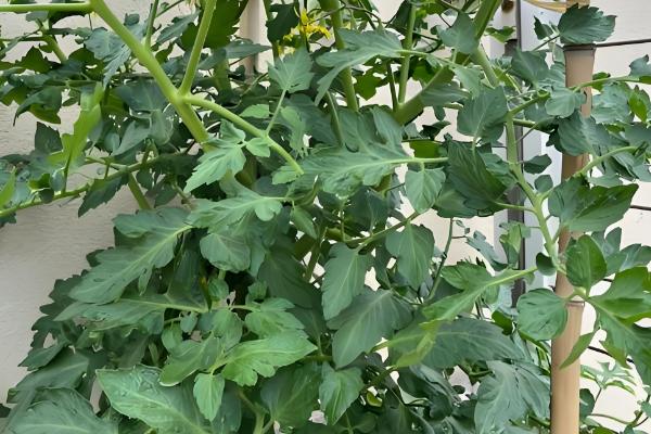 夏季西红柿追肥的原则,主要有以下4个方面