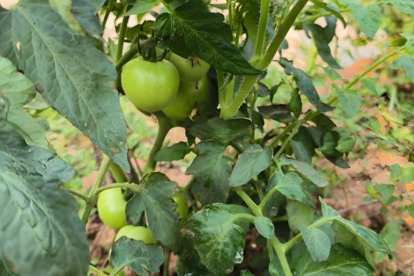 夏季西红柿追肥的原则,主要有以下4个方面