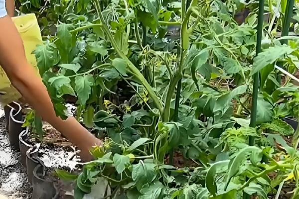 夏季西红柿追肥的原则,主要有以下4个方面