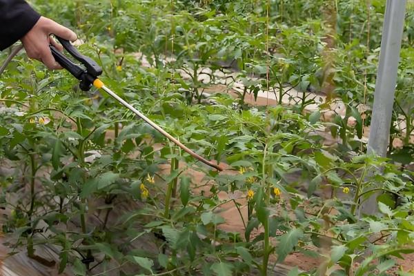 夏季西红柿追肥的原则,主要有以下4个方面