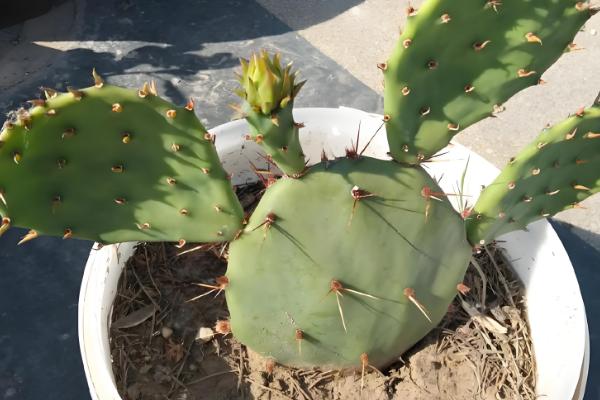 仙人掌有哪些作用,可供观赏也可以作饲料