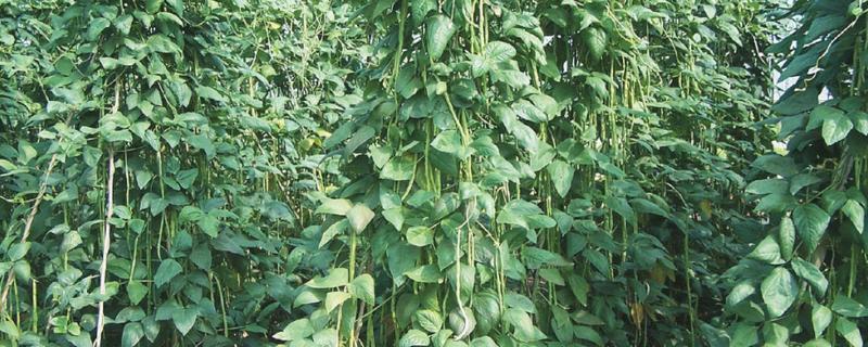 豆角如何种植，每穴点播3－4粒