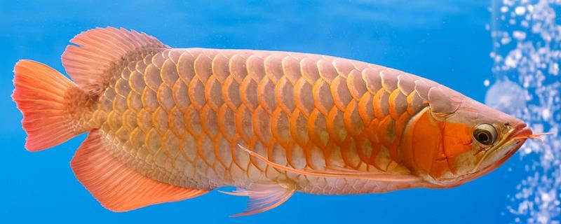 澳洲星点龙好不好养，养殖难度中等