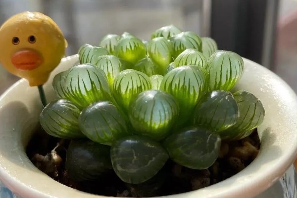 玉露的养殖方法，生长盛期每个月追肥1-2次