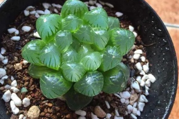 玉露的养殖方法，生长盛期每个月追肥1-2次