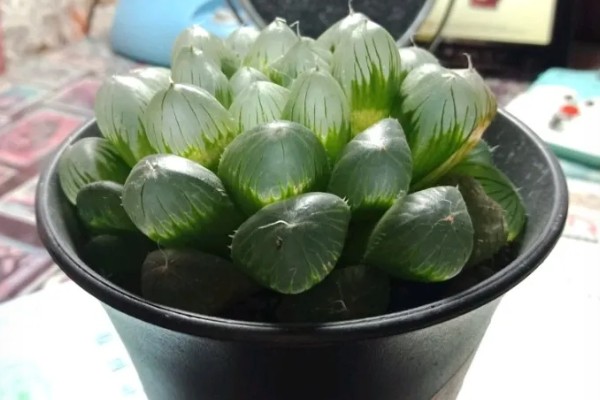 玉露的养殖方法，生长盛期每个月追肥1-2次