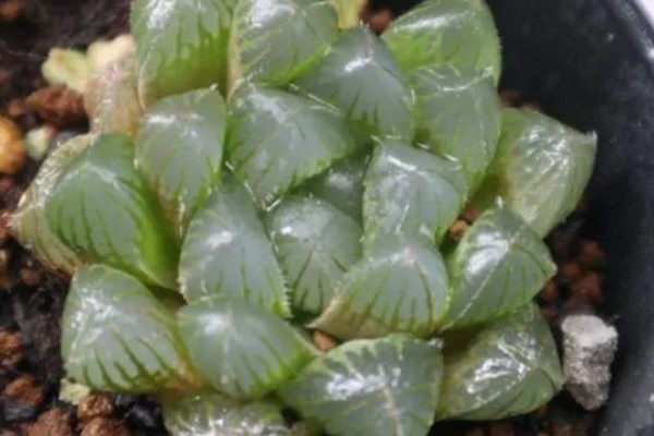 玉露的养殖方法，生长盛期每个月追肥1-2次