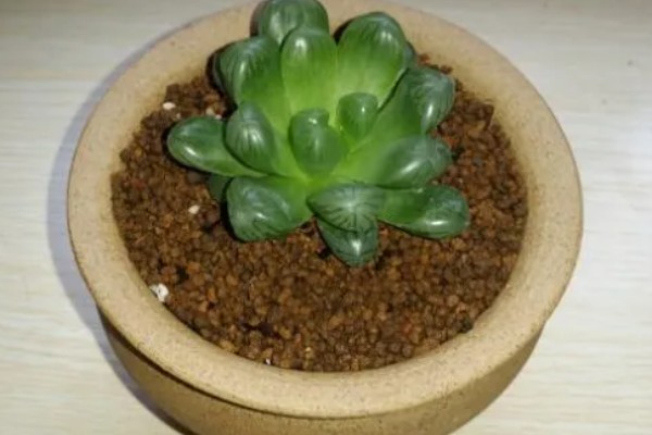 玉露的养殖方法，生长盛期每个月追肥1-2次