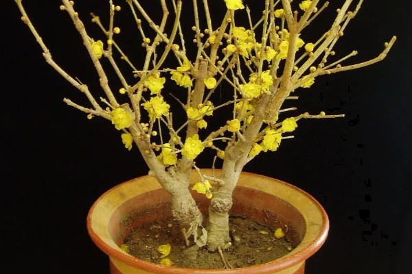 腊梅盆栽的种植方法，每天提供6小时以上直射光