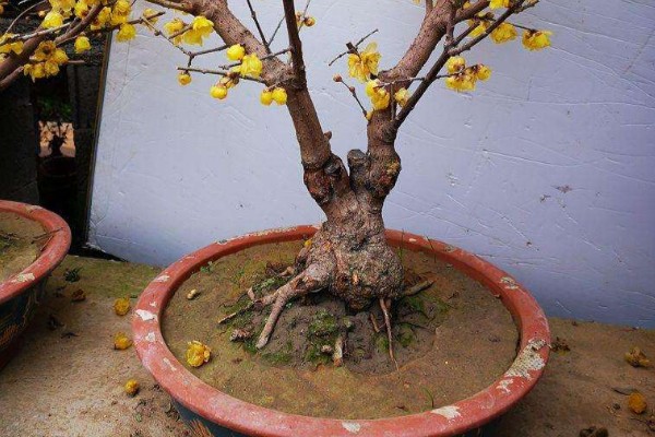 腊梅盆栽的种植方法，每天提供6小时以上直射光