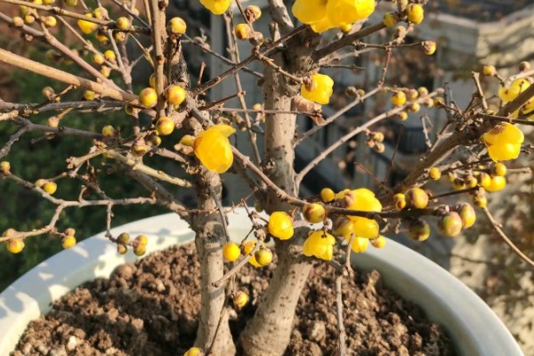 腊梅盆栽的种植方法，每天提供6小时以上直射光