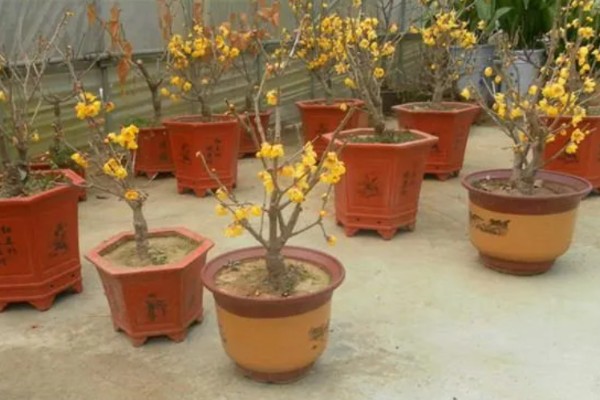 腊梅盆栽的种植方法，每天提供6小时以上直射光