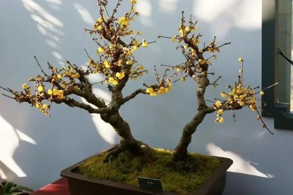 腊梅盆栽的种植方法，每天提供6小时以上直射光