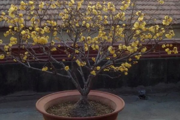 腊梅盆栽的种植方法，每天提供6小时以上直射光