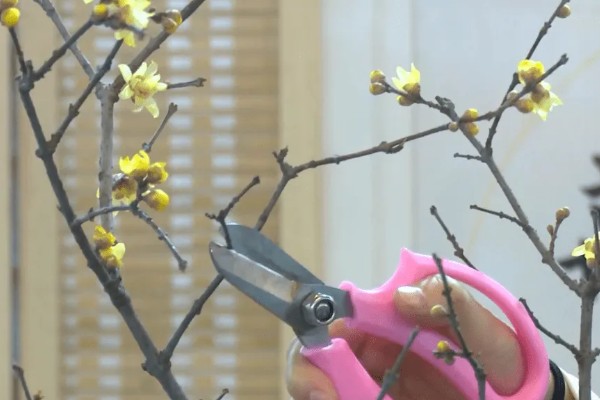 腊梅盆栽的种植方法，每天提供6小时以上直射光